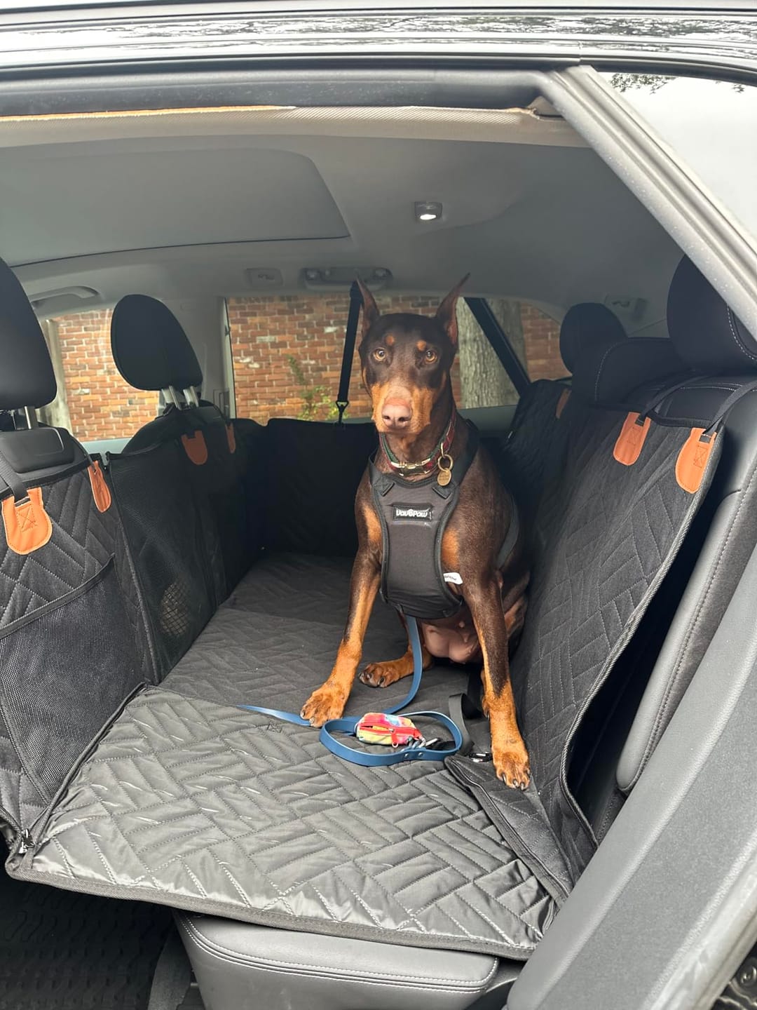 Hard bottom Dog Car Seat Extender