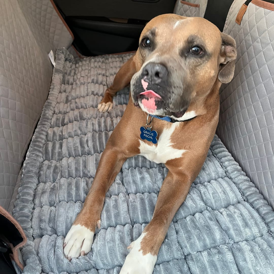 Thickened Dog Bed for Car Back Seat & Couch
